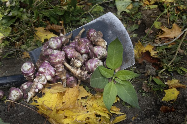 Heap of newly dug or harvested Jerusalem artichoke in a organic family farm field in a concept of food cultivation