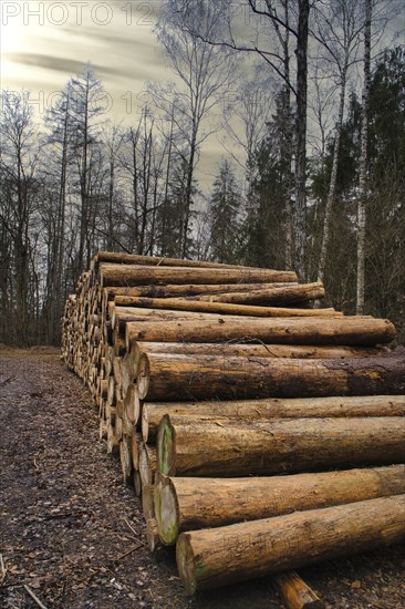 Stacked tree trunks by the side of the road in the forest. Tree material or renewable energy from natural raw materials