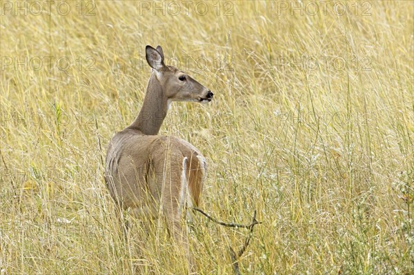 A female deer stands in the tall grass at the Kootenai Wildlife Refuge near Bonners Ferry, Idaho