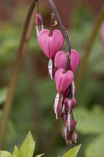 A close up of the beautiful bleeding heart flowers in north Idaho