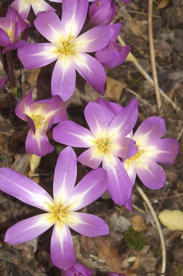 Mauve crocus flowers, probably Crocus tommasianus, from Europe