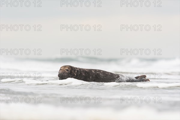 A grey seal bull lies in the surf of the Heligoland dune