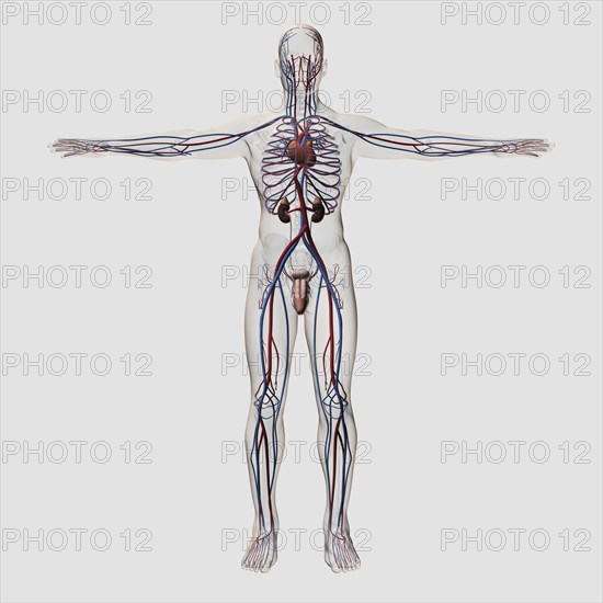 Three dimensional medical illustration of male reproductive system with veins and arteries