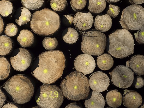 Stacked, colour-coded tree trunks