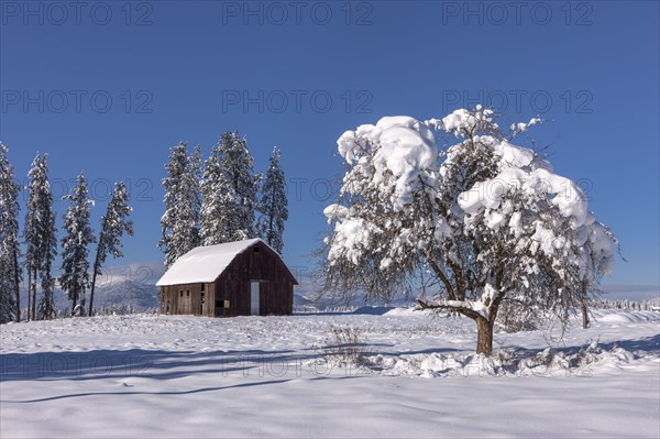 A snow covered tree stands in he foreground and a barn in the background on a clear day north of Hayden, Idaho