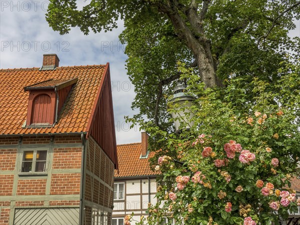 Half-timbered houses with red tiled roofs and gardens, interspersed with green trees and a blooming rose bush, ystad, sweden, baltic sea, scandinavia