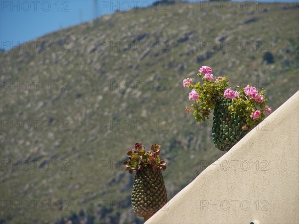 Potted plants on a steep beige wall with blooming flowers and a hill in the background, palermo, sicily, mediterranean sea, italy