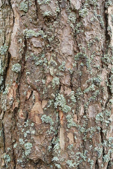 Closeup of the bark of a tree