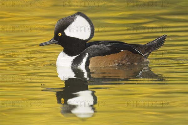 A fall photo of a beautiful male hooded merganser swims in the calm water and casts its reflection in Spokane, Washington