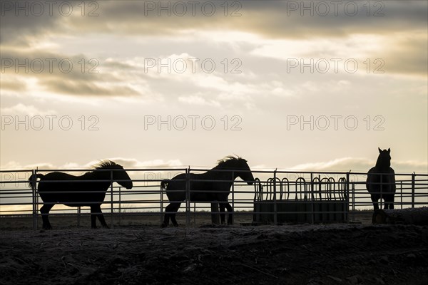 Horses in a corral playing around at sunrise in north Idaho