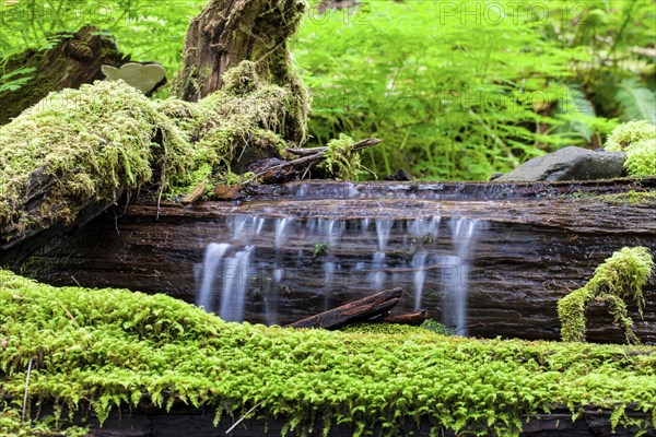 Water flows over a log in the stream along the Sold Duc falls trail in Washington