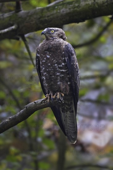 Honey buzzard, female, Pernis apivorus, European honey buzzard, female