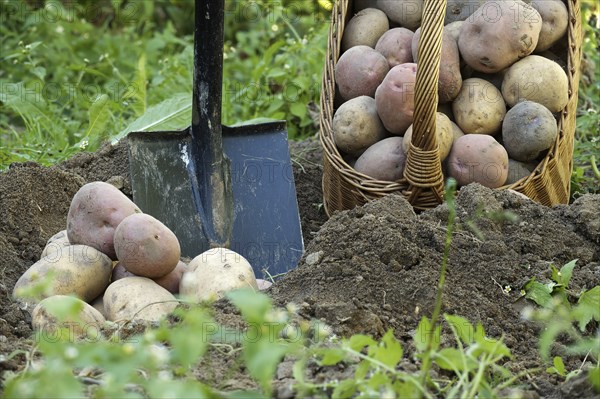 Recent harvest potatoes vary in size and collor are covered in soil, near wicker basket and shovel. Outdoor rustic theme