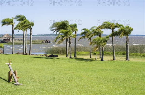 Palm trees blowing in a strong wind, windy weather, Beautiful scenery of palm trees on the lawn and lake in the background
