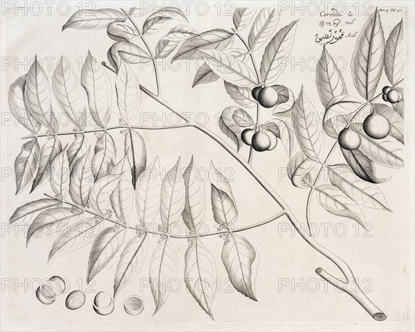 Corondi, copperplate engraving by Hendrik Adriaan van Rheede tot Draakenstein, from the botanical work Hortus Malabaricus, 1678