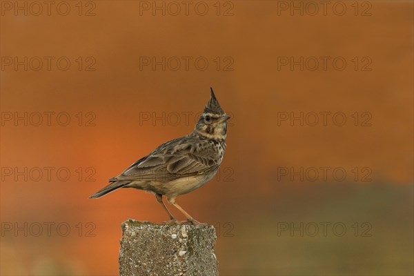 Crested Lark (Galerida cristata), Austria, Europe