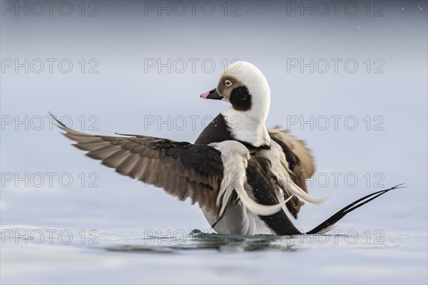 Long-tailed duck (Clangula hyemalis), male in splendid plumage with outstretched wings, Batsfjord, Båtsfjord, Varanger Peninsula, Finnmark, Northern Norway, Norway, Europe