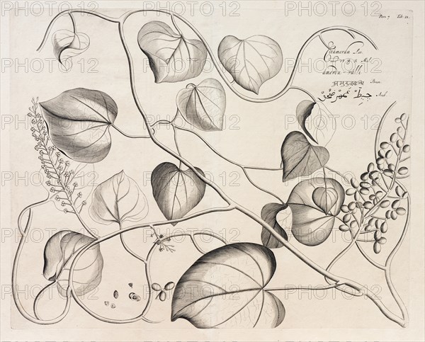 Citamerdu, copperplate engraving by Hendrik Adriaan van Rheede tot Draakenstein, from the botanical work Hortus Malabaricus, 1678