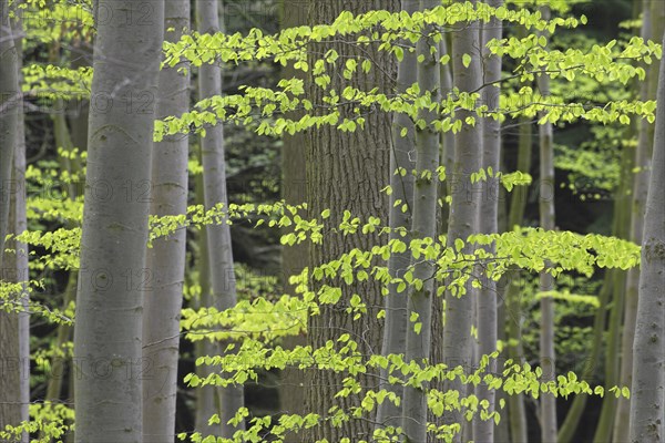 New leaves on European beech (Fagus sylvatica), common beech trees in deciduous forest in spring