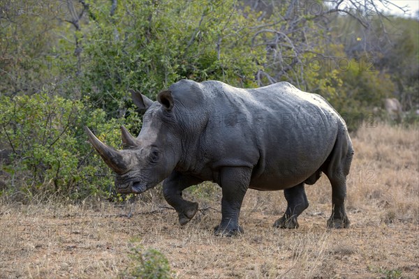 Southern white rhinoceros (Ceratotherium simum simum), Balule Game Reserve, near Phalaborwa, Limpopo Province, South Africa, Africa