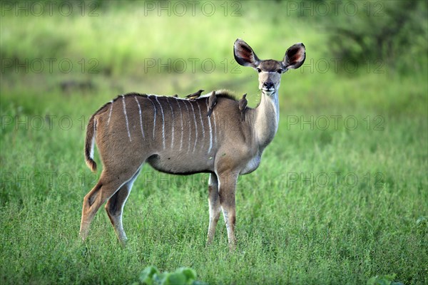 Greater Kudu (Tragelaphus strepsiceros), female, with Oxpeckers (Buphagus), Kruger national park, South Africa, side, Africa