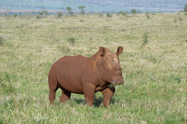 White rhinoceros, white rhino or square-lipped rhinoceros (Ceratotherium simum) covered with red soil, Kwazulu Natal Province, South Africa, Africa