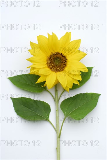 Sunflower (Helianthus annuus)