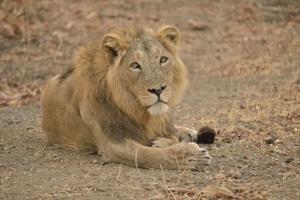 Asiatic Lion (Panthera leo persica), male, Gir Forest National Park, Gir Sanctuary, Gujarat, India, Asia