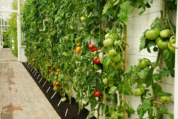 Greenhouse with Tomatoes (Solanum lycopersicum) West Dean Garden, West Sussex, England, Great Britain