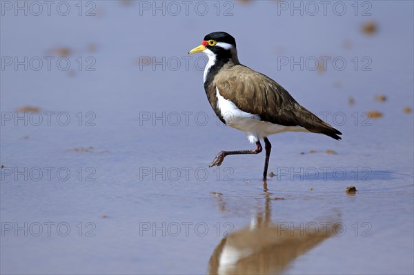 Banded Lapwing, Sturt national park, New South Wales, Australia (Vanellus tricolor), Banded Plover, side