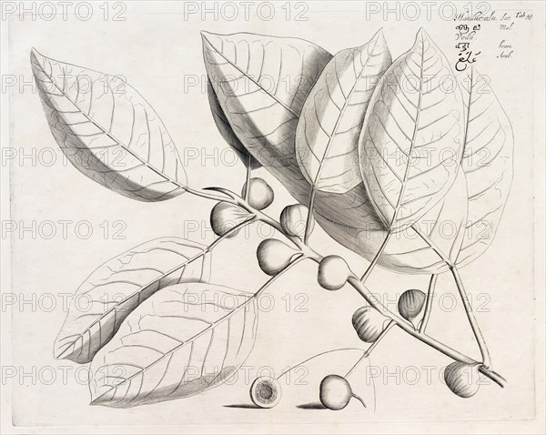 Handur Alu, copperplate engraving by Hendrik Adriaan van Rheede tot Draakenstein, from the botanical work Hortus Malabaricus, 1678