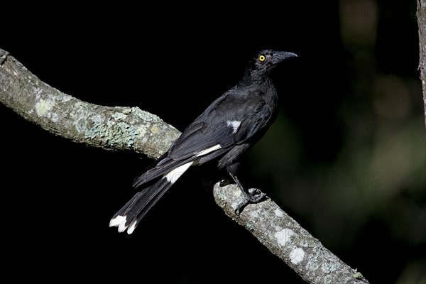 Pied Currawong (Strepera graculina), Australia, Oceania