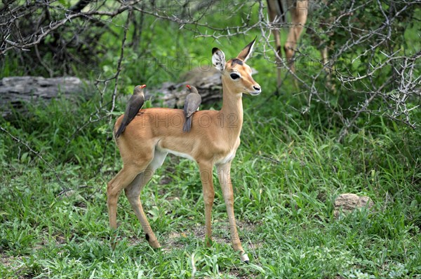 Young Impala (Aepyceros melampus) with Red-billed Oxpecker (Buphagus erythrorhynchus), Kruger national park, South Africa, Africa