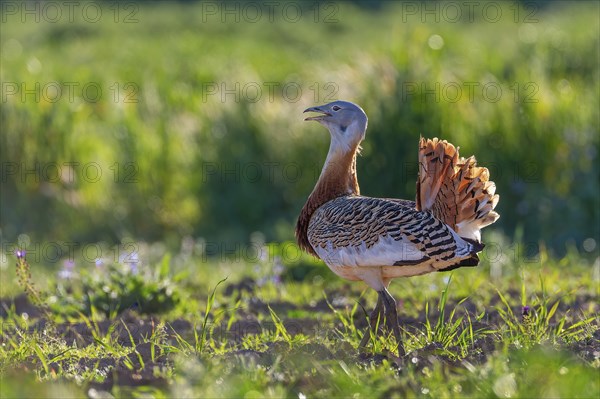 Great bustard (Otis tarda) mating male, heaviest flying bird, La Serena steppe area, Extremadura, Spain, Europe