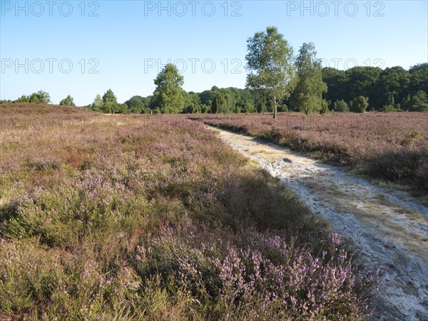 Heath blossom in the Lüneburg Heath nature Park, criss-crossed by a cycling and hiking trail. The landscape in the heath nature reserves blossoms in purple to violet hues in late summer, Lüneburg Heath, Niederhaverbeck, Lower Saxony, Germany, Europe