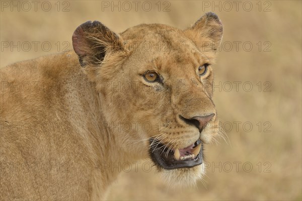 Lioness (Panthera leo), portrait, Massai Mara, Rift Valley Province, Kenya, Africa