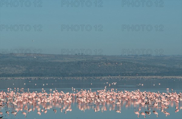 Lesser Flamingos (Phoeniconaias minor) at lake Nakuru, Nakuru national park, Kenya, Africa