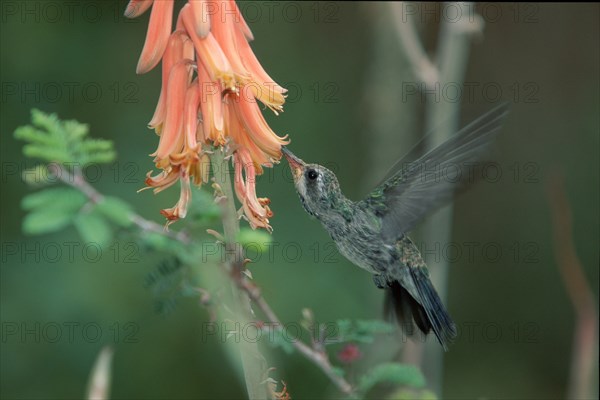 Broad-billed Hummingbird (Cynanthus latirostris), female Sonora desert, Arizona, USA, side, North America