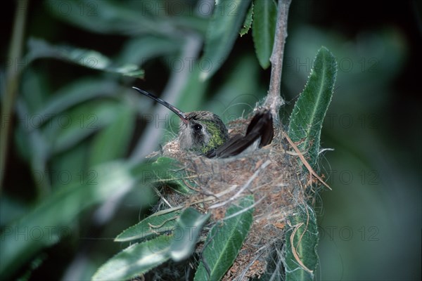 Broad-billed hummingbird (Cynanthus latirostris) on nest, Sonoran Desert, Arizona, page, USA, North America