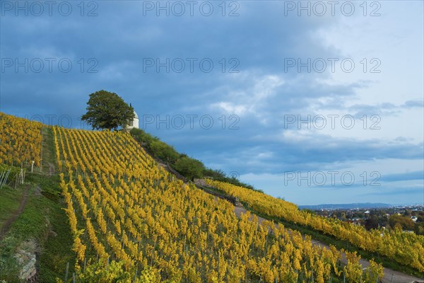 Autumnal evening mood at the Wackerbarth Castle Winery