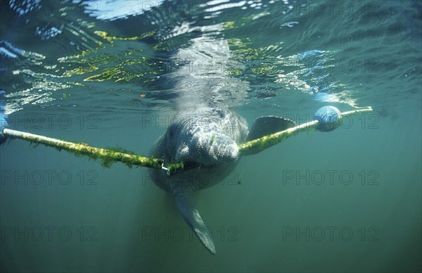 Round-tailed manatee nibbling on dew, Trichechus manatus latirostris, USA, Florida, FL, Crystal River, North America