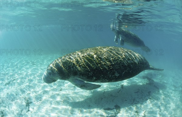 Round-tailed manatee, mother and calf, Trichechus manatus latirostris, USA, Florida, FL, Crystal River, North America