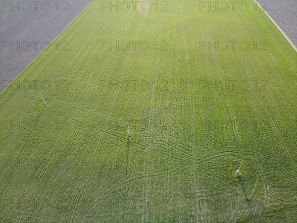 Agricultural area with winter wheat crops through which power lines pass