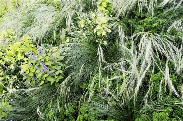 Floral background, garden flowerbed with flowers and grass, horizontal