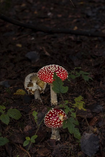 Fly agaric group (Amanita muscaria), growing on mossy forest soil between a blackberry bush, Nicklheim, Germany, Europe