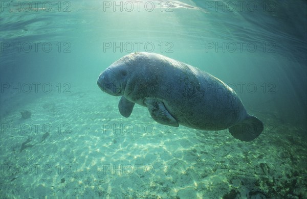 Round-tailed manatee, Trichechus manatus latirostris, USA, Florida, FL, Crystal River, North America