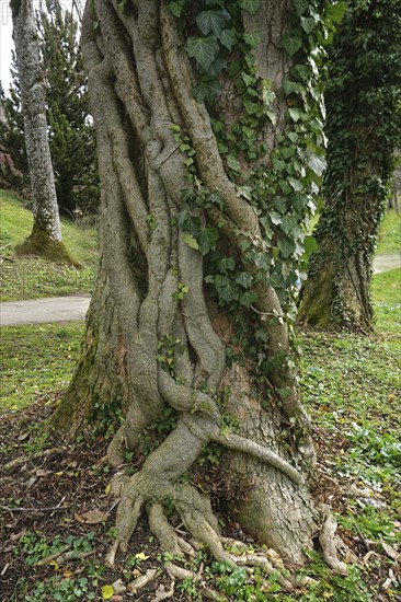 Ivy (Hedera helix) entwines its roots around a sycamore maple (Acer pseudoplatanus), Ivy (Hedera helix) entwines its roots around a sycamore maple (Acer pseudoplatanus)