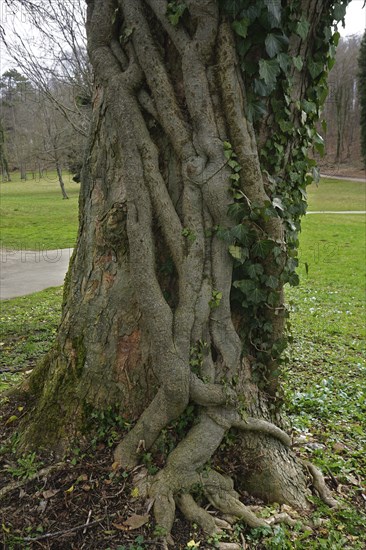 Ivy (Hedera helix) entwines its roots around a sycamore maple (Acer pseudoplatanus), Ivy (Hedera helix) entwines its roots around a sycamore maple (Acer pseudoplatanus)