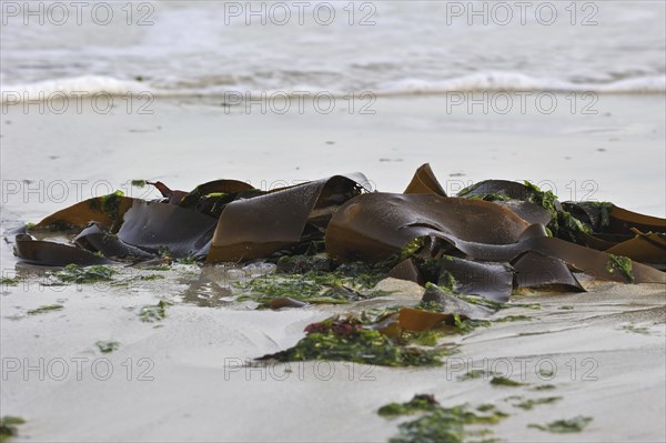 Kelp (Laminariales) fronds washed ashore on beach, Brittany, France, Europe