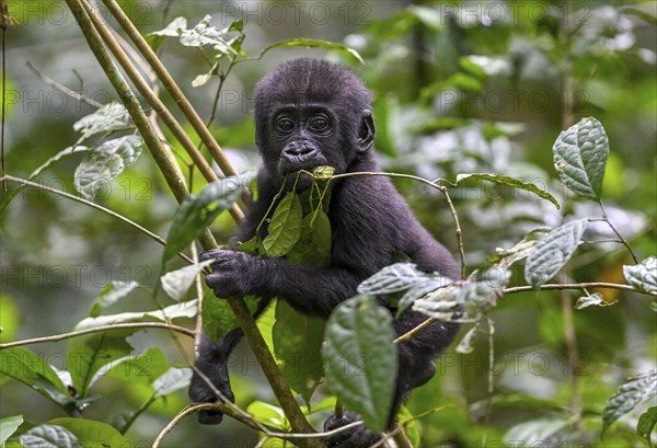 Western lowland gorilla (Gorilla gorilla gorilla) near the Baï-Hokou forest clearing, juvenile, Dzanga-Ndoki National Park, Unesco World Heritage Site, Dzanga-Sangha Complex of Protected Areas (DSPAC), Sangha-Mbaéré Prefecture, Central African Republic, Africa